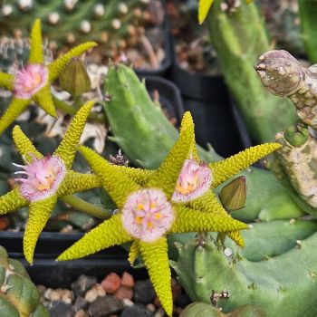 Stapelia flavopurpurea